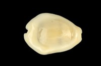 藏品(黃寶螺)的圖片